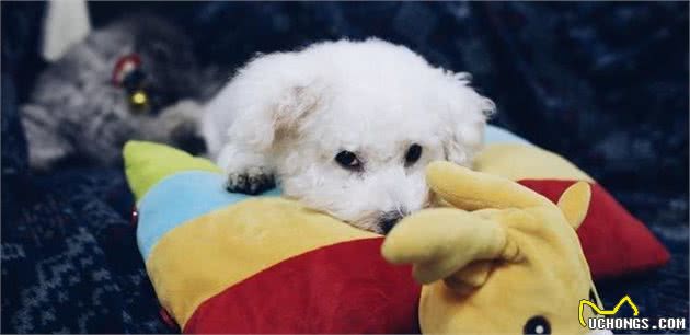 比熊犬的5个“底线”，千万别随便触碰，会伤心还可能会咬人