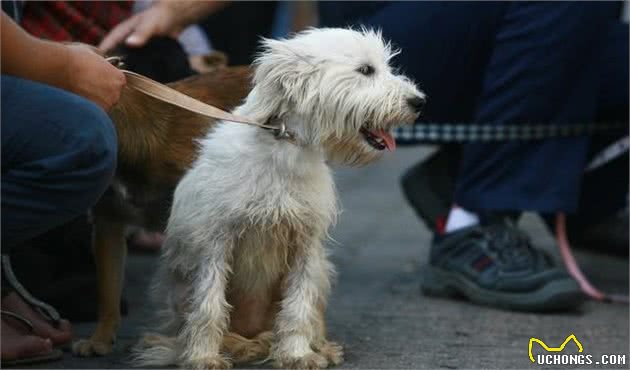 比熊犬的5个“底线”，千万别随便触碰，会伤心还可能会咬人