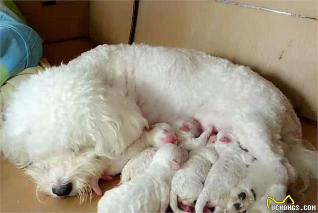 比熊犬的5个“底线”，千万别随便触碰，会伤心还可能会咬人