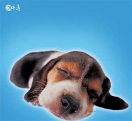 幼犬感冒的症状有哪些？