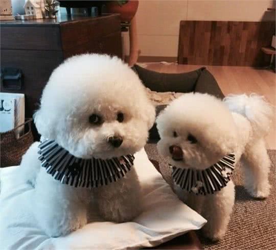 6个小细节告诉你怎么挑选比熊犬，要是这都不知道，那劝你别养了