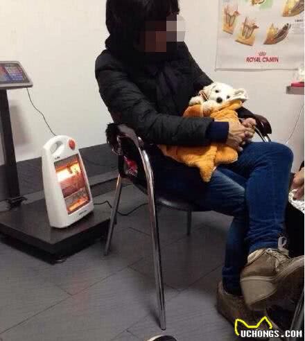 6个小细节告诉你怎么挑选比熊犬，要是这都不知道，那劝你别养了
