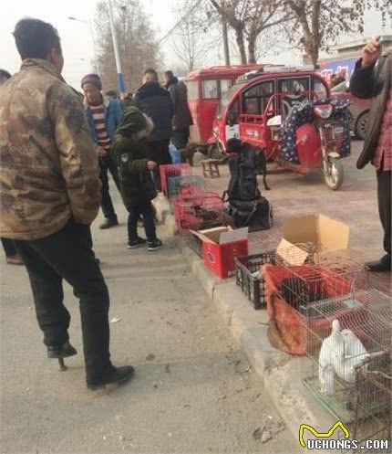 6个小细节告诉你怎么挑选比熊犬，要是这都不知道，那劝你别养了