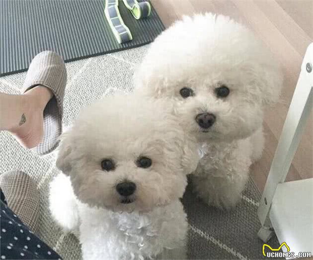 6个小细节告诉你怎么挑选比熊犬，要是这都不知道，那劝你别养了
