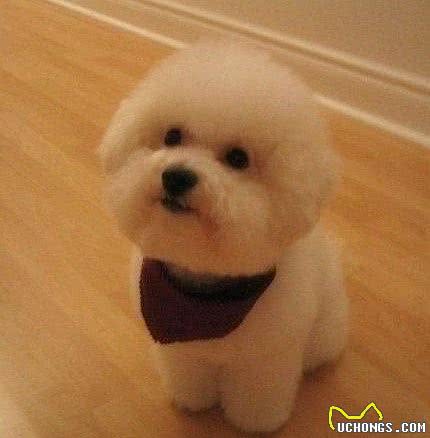 6个小细节告诉你怎么挑选比熊犬，要是这都不知道，那劝你别养了