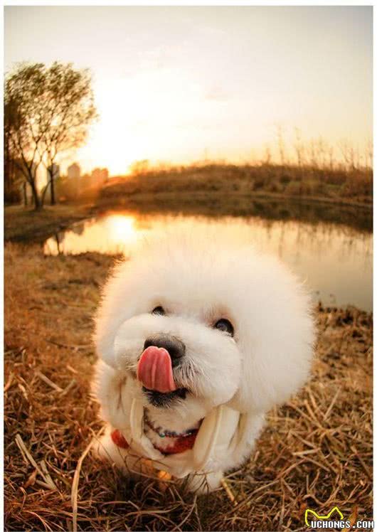 6个小细节告诉你怎么挑选比熊犬，要是这都不知道，那劝你别养了