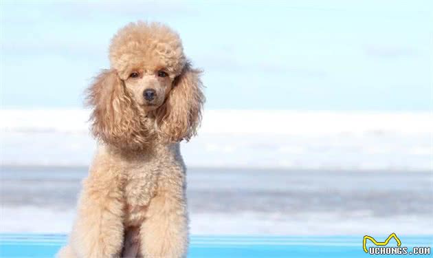 儿童伴侣犬有哪些，这9种狗狗供你选择