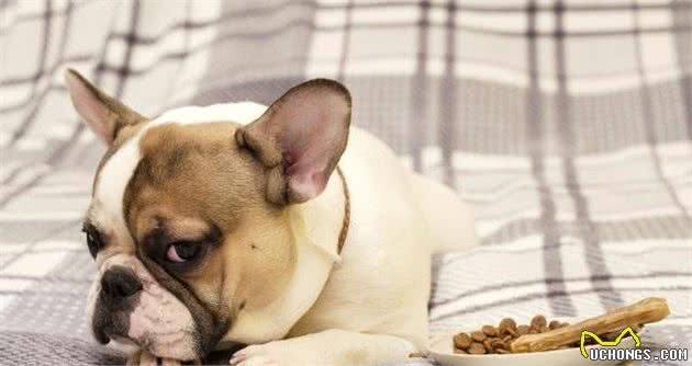 儿童伴侣犬有哪些，这9种狗狗供你选择