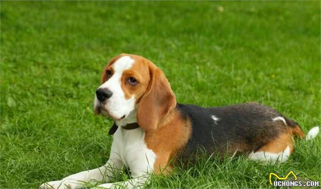 儿童伴侣犬有哪些，这9种狗狗供你选择
