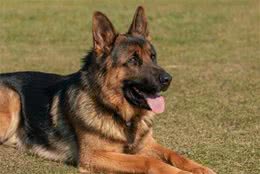 最受爱犬人士欢迎的十种大型犬