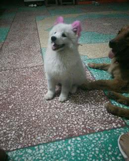 狗狗一个简单的坐下，居然还有这么多训练方法