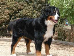 伯恩山犬如何饲养伯恩山犬的饲养禁忌