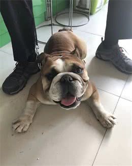 根据我短浅的养犬经验大部分人都做错了