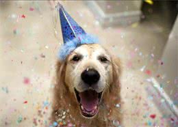 养一只金毛寻回犬，并且好好对它！