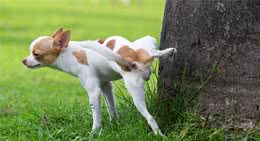 别天真了，抬腿尿尿的狗狗也多是个女孩子！