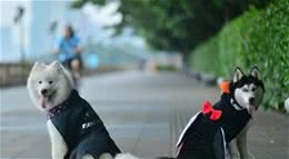 给狗狗选衣服要注意哪些问题？「科瑞卡科普」