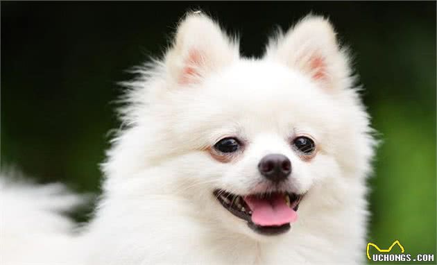 博美犬价格多少钱一只？影响价格的因素有6个