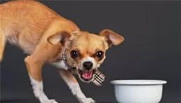 发现犬护食，要及时纠正这不良习惯，能够根据这5个步骤来