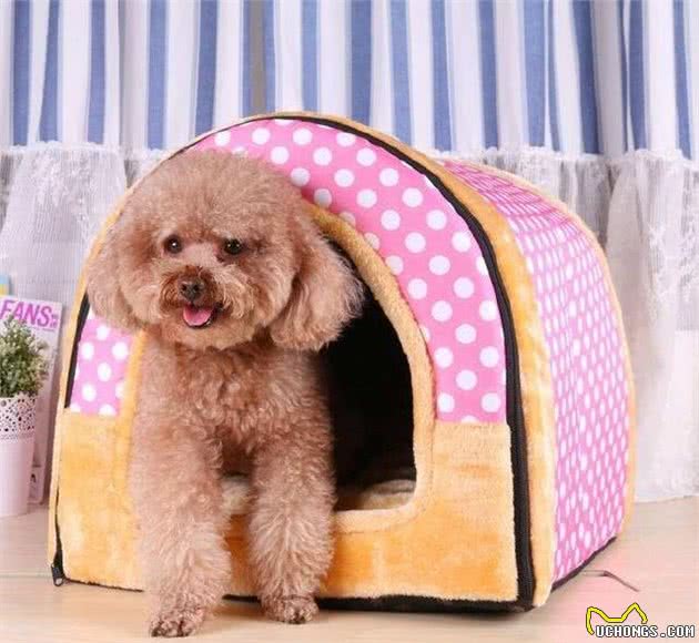 狗狗为什么笼养？笼养究竟是好是坏？
