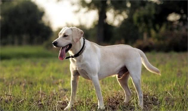 犬种科普介绍拉布拉多犬