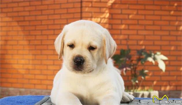 犬种科普介绍拉布拉多犬