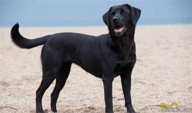 犬种科普介绍拉布拉多犬