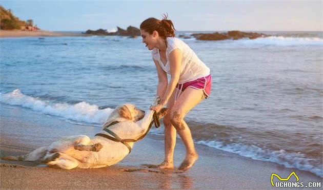 犬种科普介绍拉布拉多犬