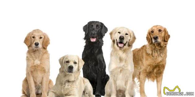 犬种科普介绍拉布拉多犬