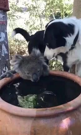 饥渴的考拉闯入民宅狂喝水，狗狗发现后舔鼻子安慰：别怕，多喝些
