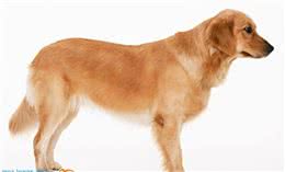 动物星球君向您推荐家庭自制宠物狗犬粮一周食谱！