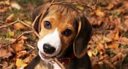 第一次养狗狗，但不知道应当豫备什么？别担忧！看这里