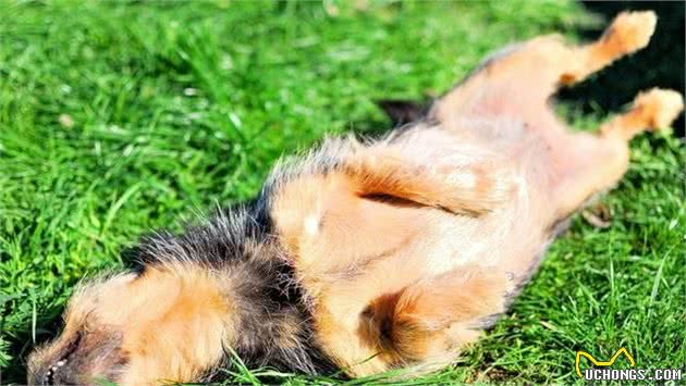 狗狗食欲不振怎么办？这六招，帮你解决
