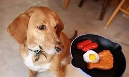 狗狗食欲不振怎么办？这六招，帮你解决