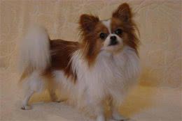 蝴蝶犬优点和缺陷，了解清楚才能更好的爱护