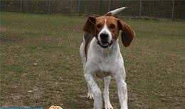 动物星球·世界名犬赏析—哈利犬！
