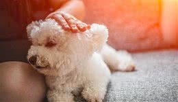 一朵来自地中海的棉花糖—比熊犬