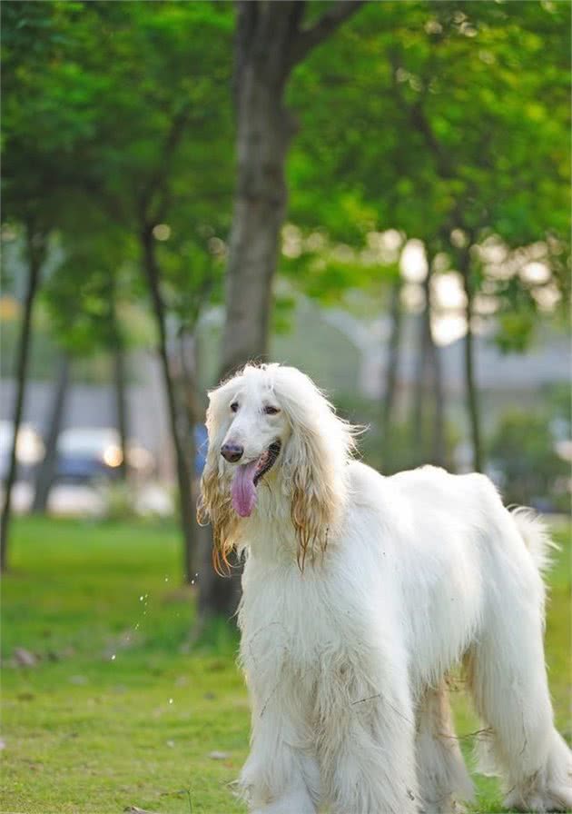 优雅的阿富汗猎犬为什么会被中国禁养呢？
