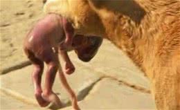 狗狗翻垃圾桶让人费解，看到它叼出来的东西让人勃然大怒