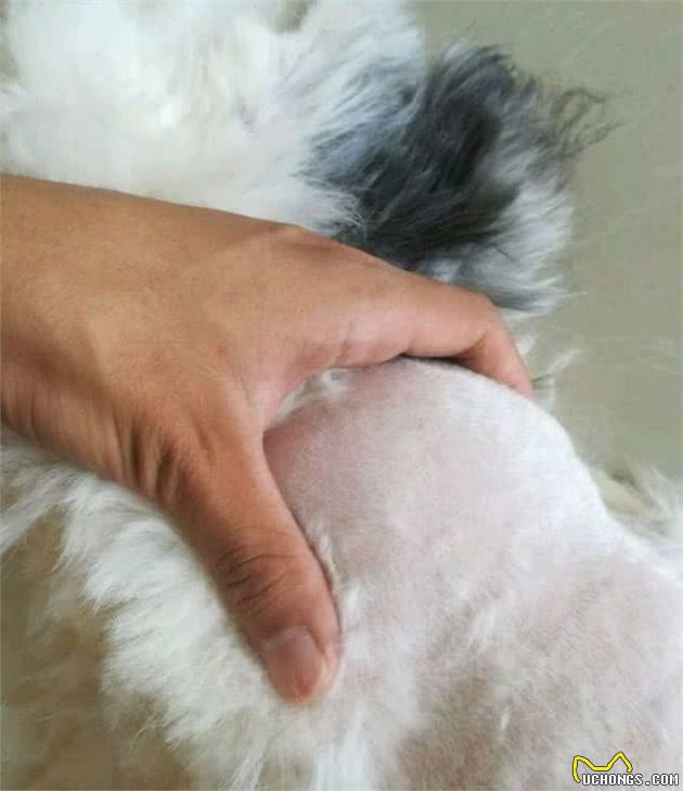 辟谣：狗狗疫苗注射很简单主人就能够操作，如何正确疫苗注射