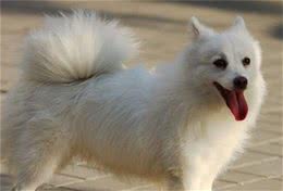 如何饲养银狐犬银狐犬饲养需要注意事项