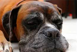 老年犬常见9个问题，狗狗生命的最后，这些都是不能防止的