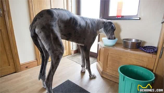 毕竟是犬中的“姚明”此犬善于奔跑，并且能够捕捉猎物