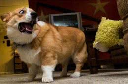 狗狗会害怕这7件事！你家狗子有全中么？