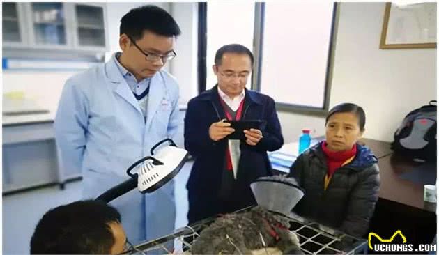 当宠物碰见针灸