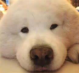 关键时刻能救狗狗的药，要常备