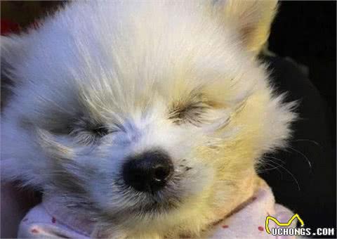 博美犬天生易患这6种疾病，养前要知道，以防止“害”了它！