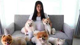 博美犬天生易患这6种疾病，养前要知道，以防止“害”了它！