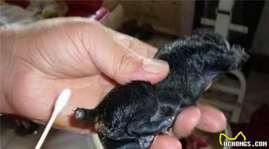 给刚出生一星期的泰迪犬剪尾巴，背后的真相令人心寒有点受不了