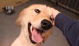 “摸”狗有诀窍！别让它害怕你的手