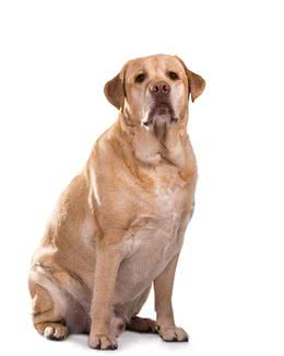 宠物养护知识：早期幼犬饲养方法不当，将导致狗狗后期健康大问题